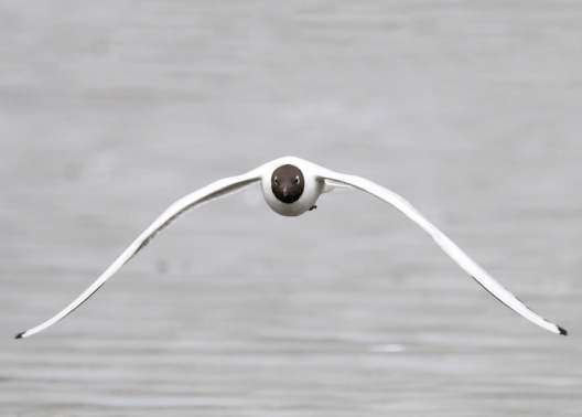 M1002   Arne Behrens   Maage